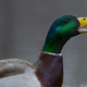 Illustration for article titled Shot Some Ducks